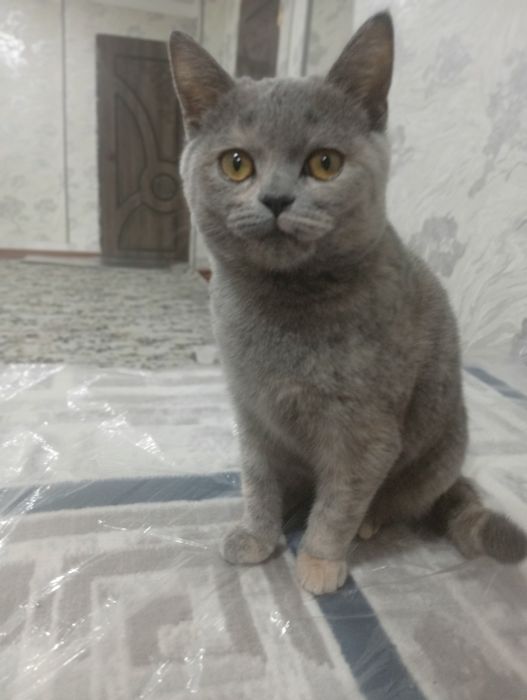 Кошка продоется срочно