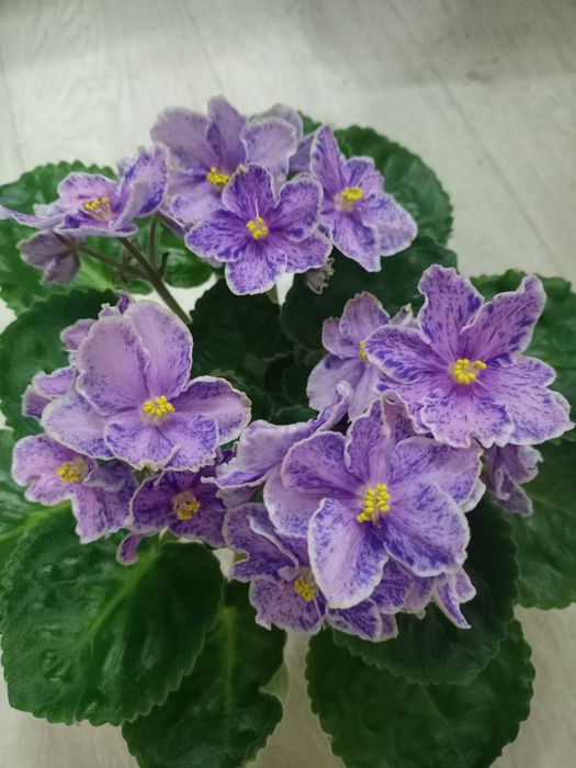 Продам сортовые фиалки