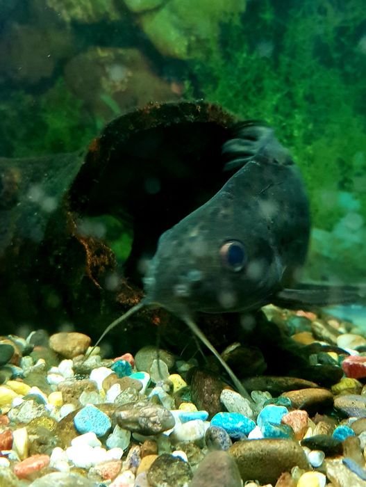 Аквариумные рыбки