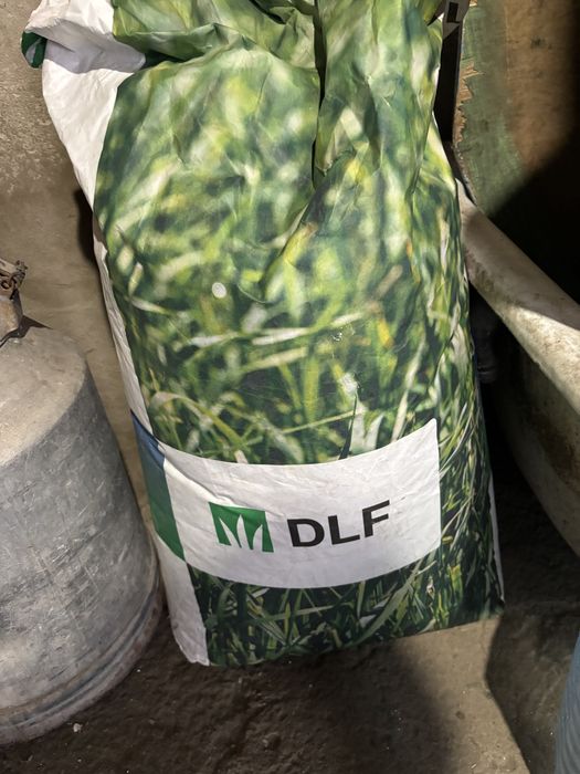 Семена газона травы