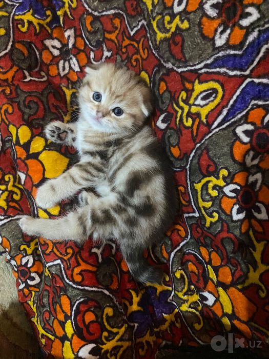 Продаётся очаровательный котёнок — окрас «тигр»