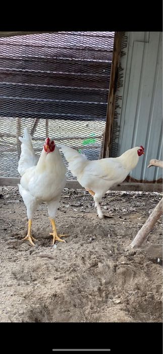 Петухи …………………………………