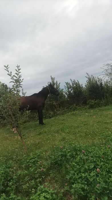 лошадь четыре года