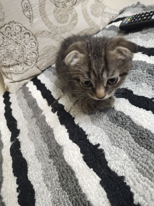 Котенок  в хорошие руки