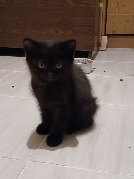 Мальчик 2 мес. бесплатно