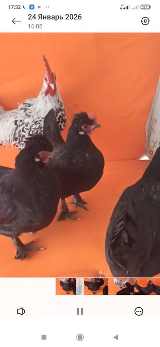 Дакан япон тухумлар бор