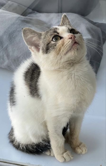 Женско коте на три месеца, търси дом