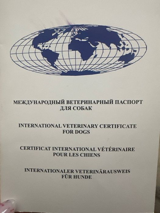 Продается щенок породы Бигль