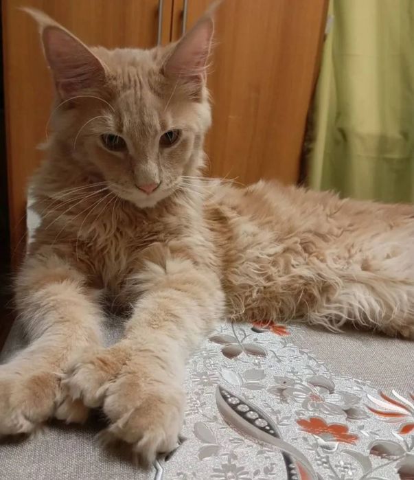 Готовы к брони котята мейнкуна