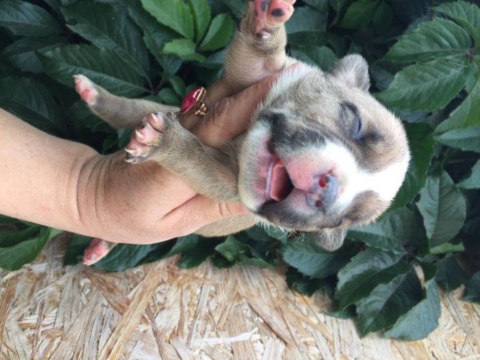 американский булли