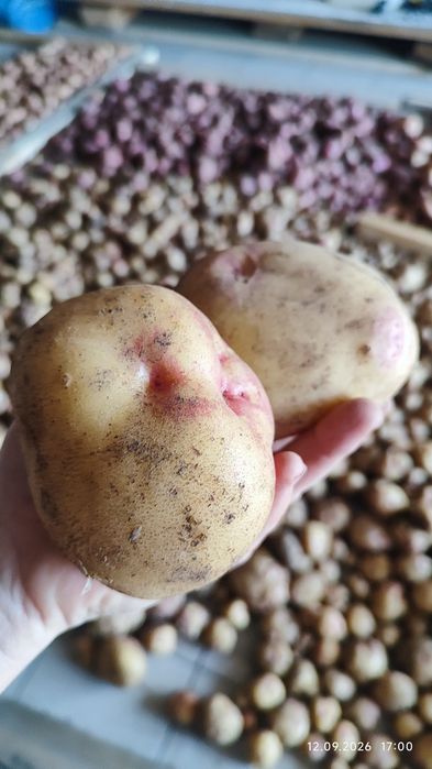 Продам домашний картофельь