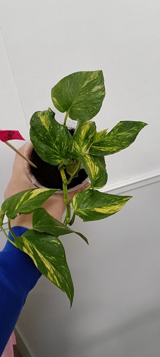 Эпипремнум голд:2000 тенге