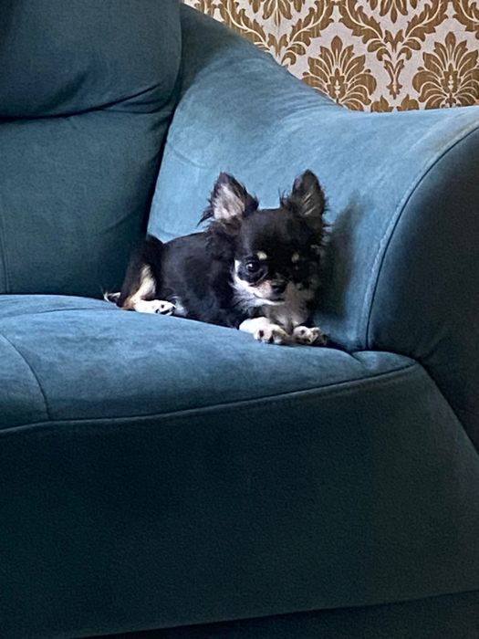 Кукольная чихуахуа с родословной ФЦИ