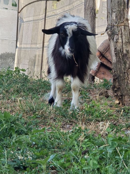 Vand 2 iezii de capră.
