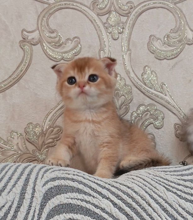 Котята на продажу