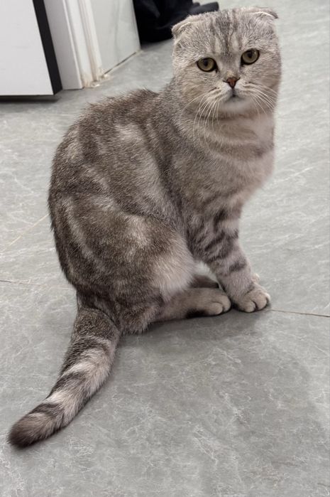 чистокровный вислоухий кот