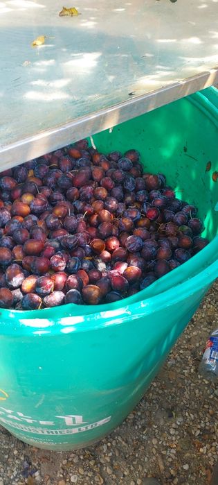 Prune de țuică la butoi