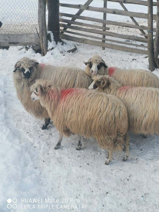 Vând oi breze tinere