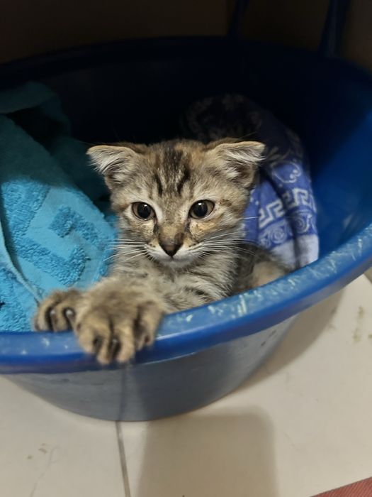 Отдам котенка бесплатно в добрые руки