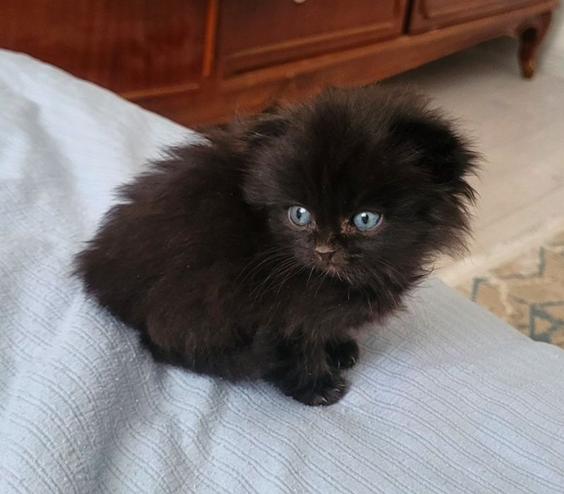 Отдам котенка в хорошие руки