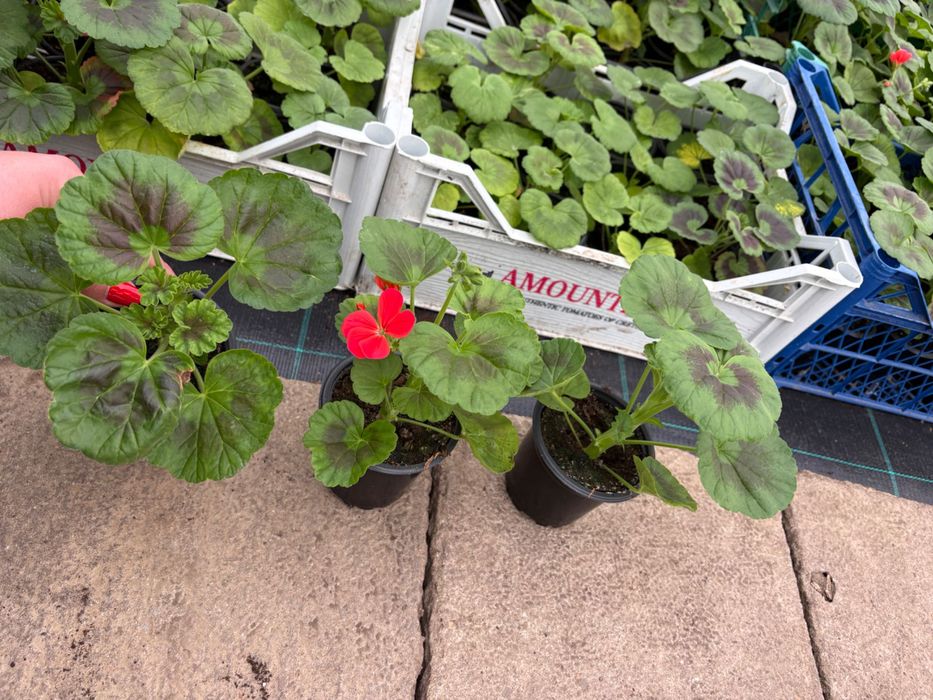 Мушкато за балкон, градина и саксии – свежи и здрави растения