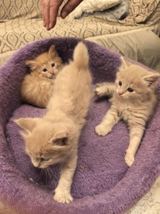 Пушистые комочки счастья ищут свой дом