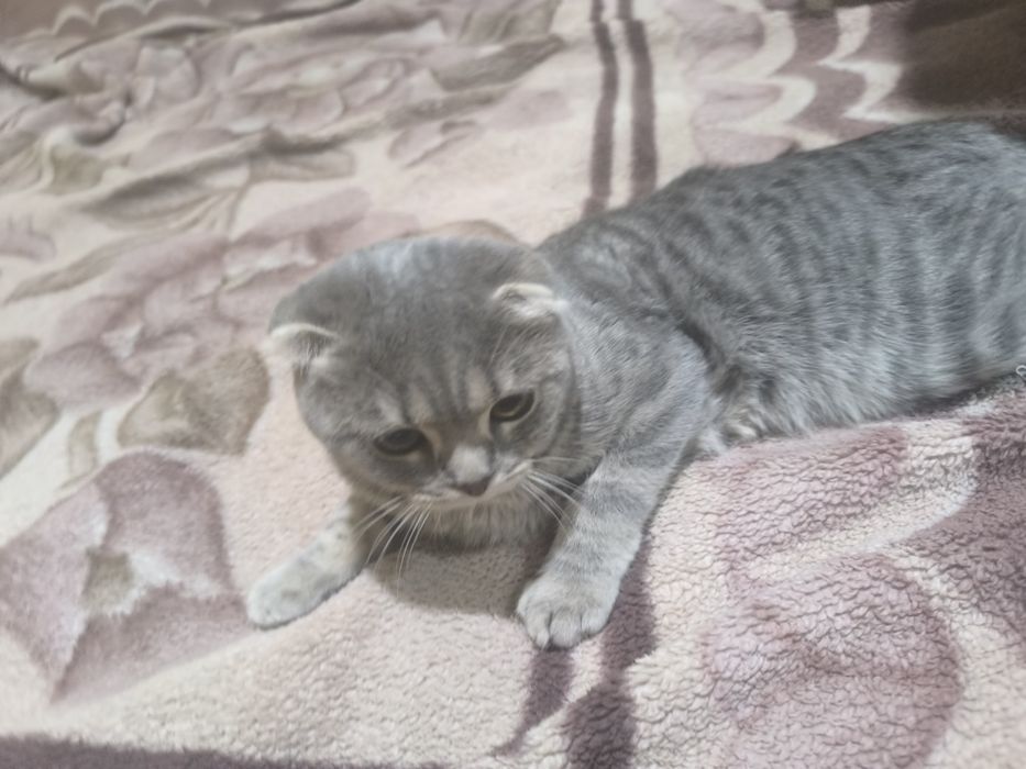 Продаётся кошка пародистий