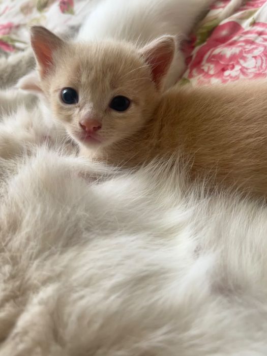 Котята в добрые руки и любящие сердца