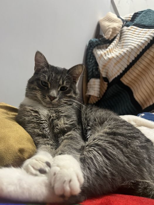 Отдам в хорошие руки