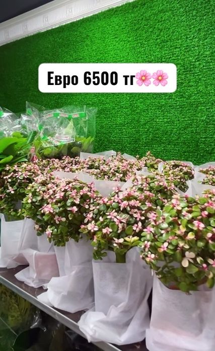 Комнатные растения цветы