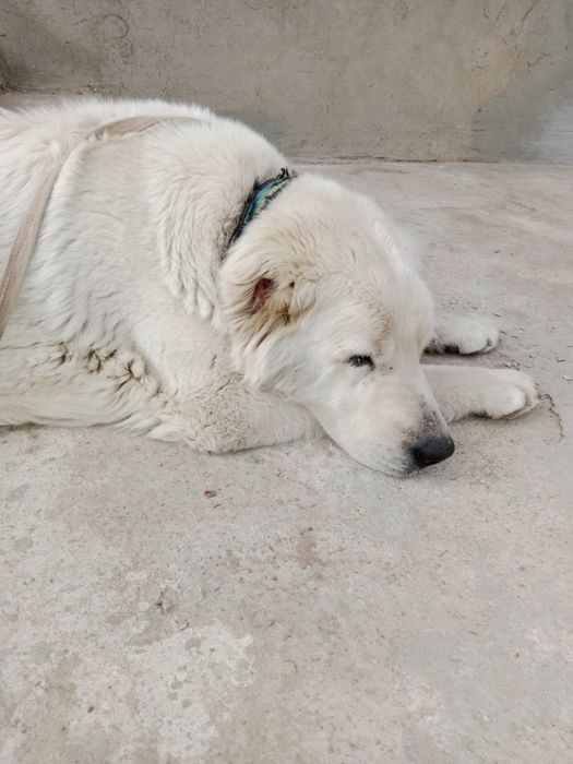 Алабай ургашы сучка