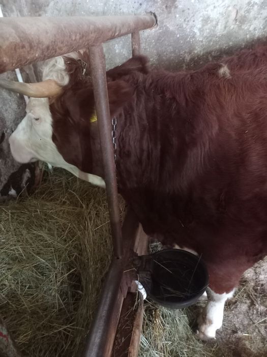 Juninca baltata românească