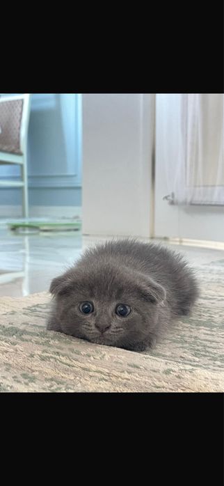 Вислоухий шотландский мальчик