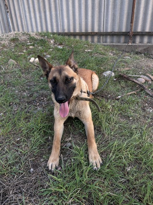 Немецкий Овчарка Красивая