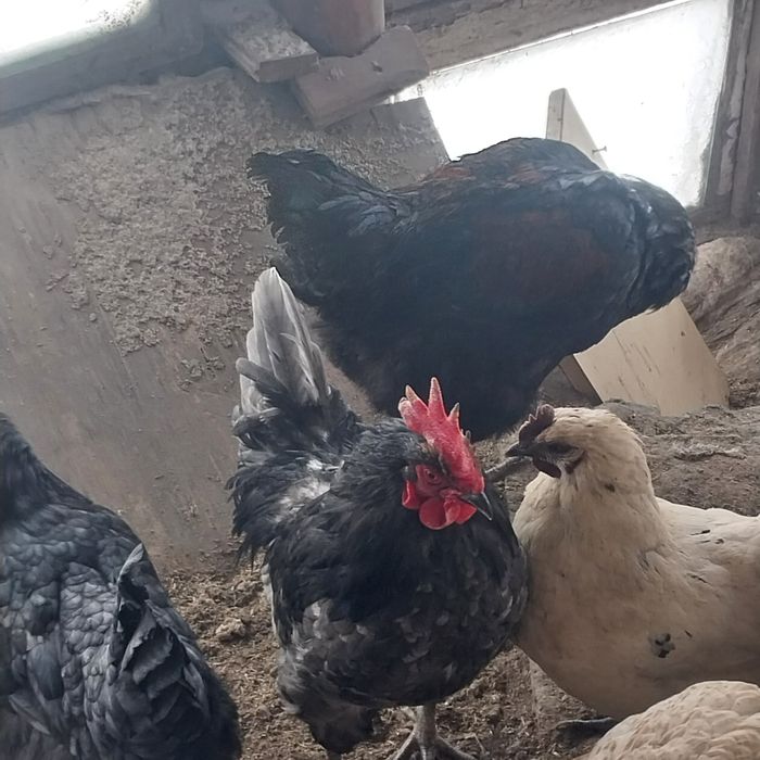 Чёрные домашние петухи.