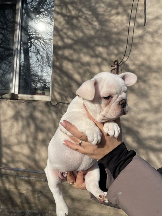 Французский бульдог кремовый