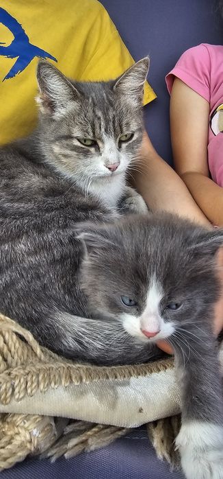 Котята ищут дом срочно