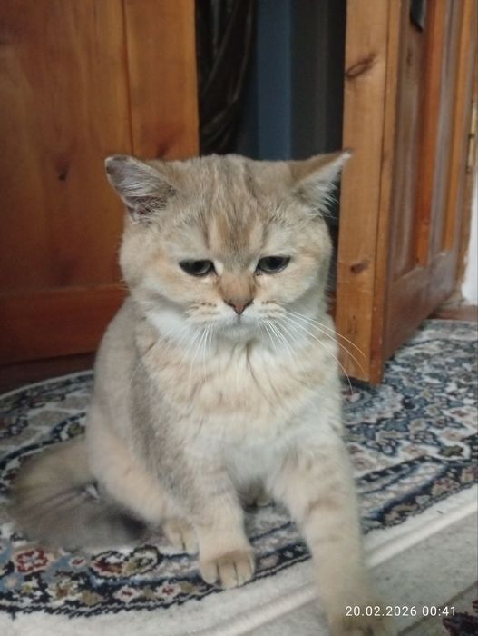 Золотая шиншиллы