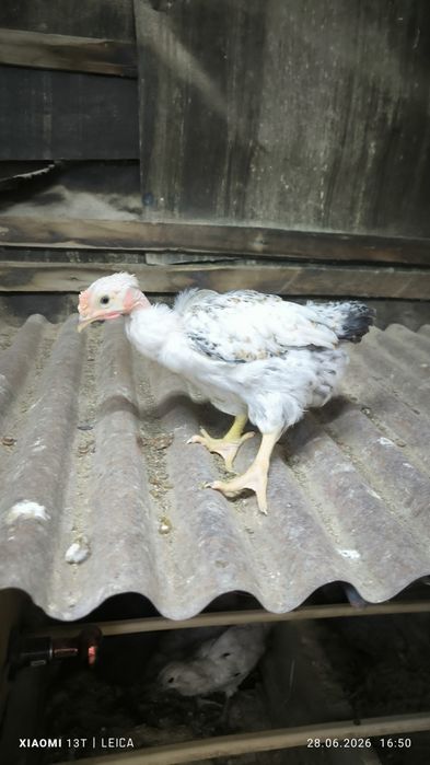 Продам циплят голошейки