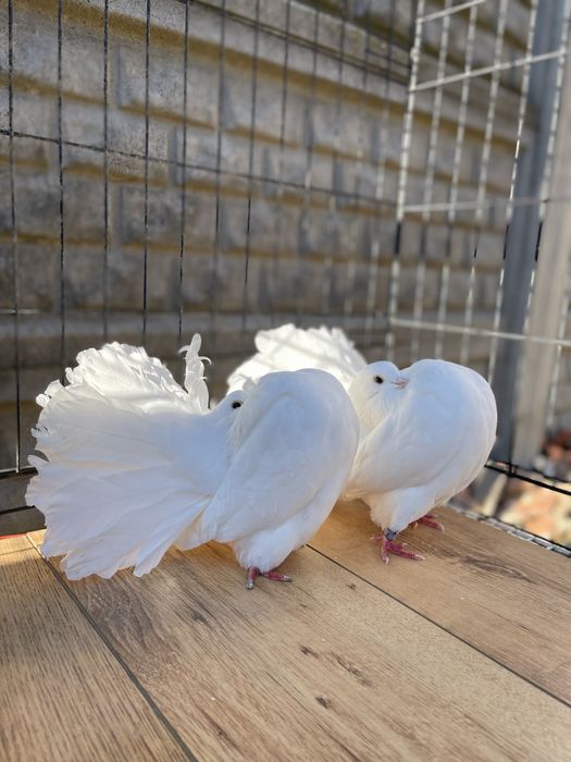 Porumbei voltati linia noua