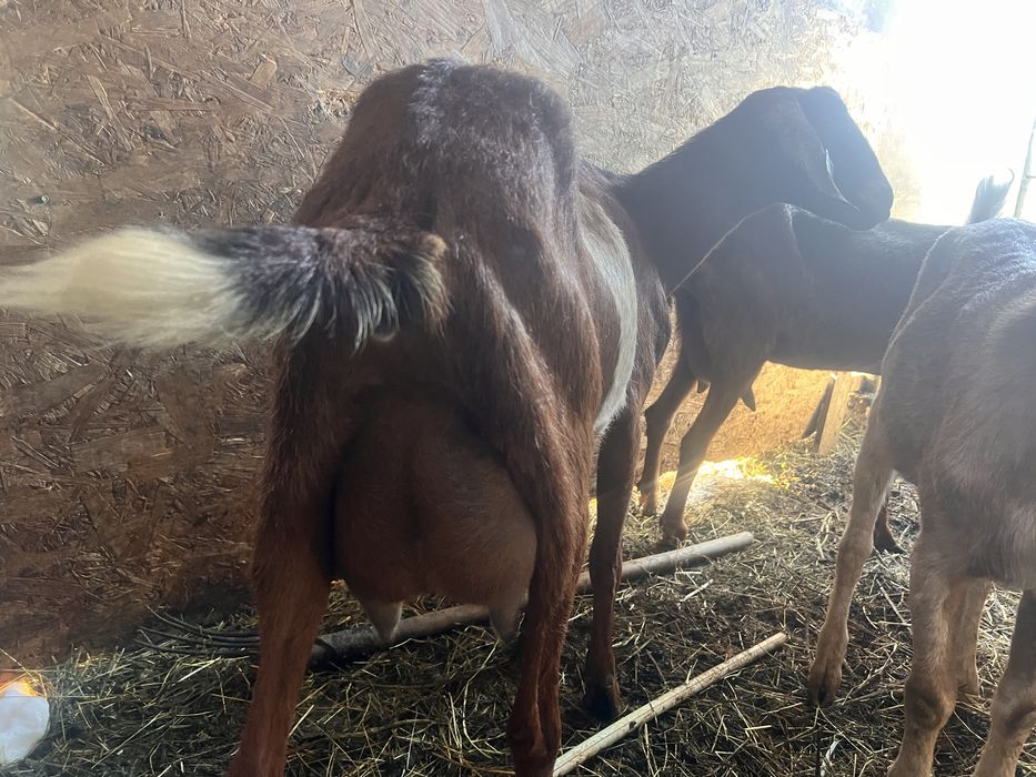Capra metis alpin cu anglonubian