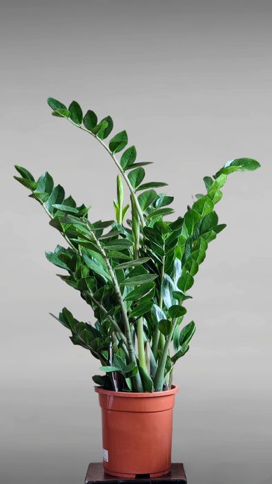 Замиокулькас для офиса и дома Комнатные, Растения, Гуллар, Цветы