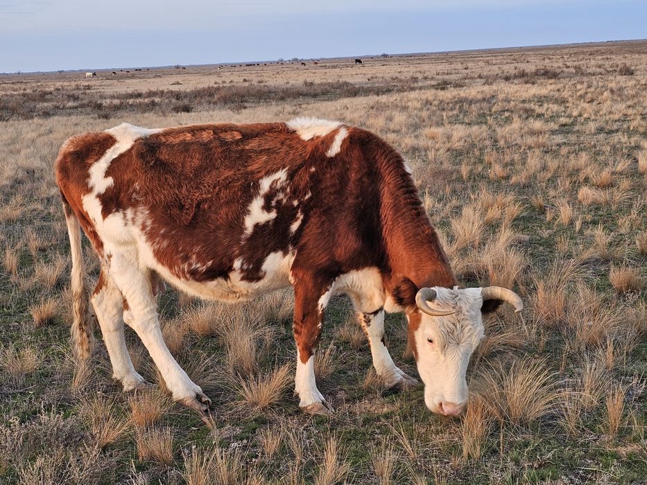 Продам корову 7 лет