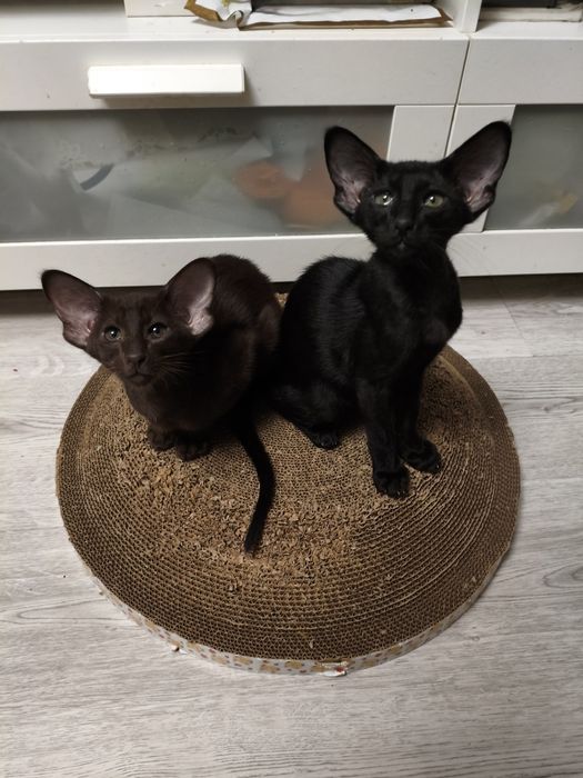 Ориентальные котята