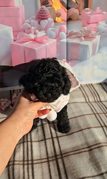 !РЕЗЕРВИРАНО!Мини пудел с родословие- 5 поколения назад