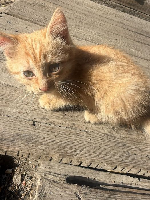 В добрые руки котята