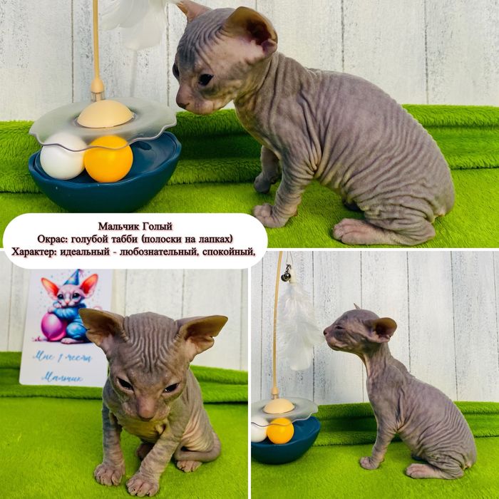 Котята Сфинксы БРОНЬ