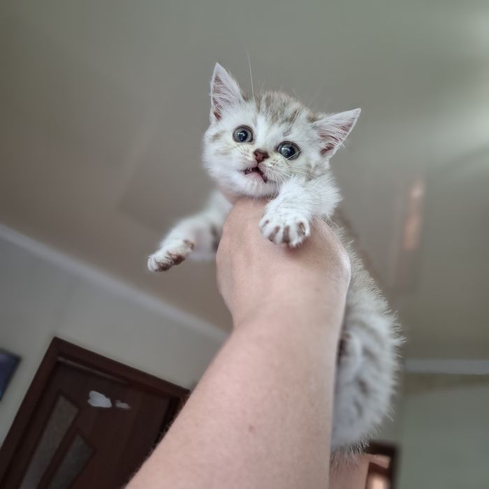 Британские котята