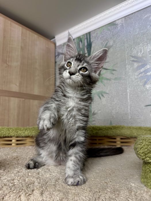 Продам котенка Мейн-кун Костанай
