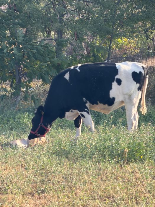 Vând vaca montată!